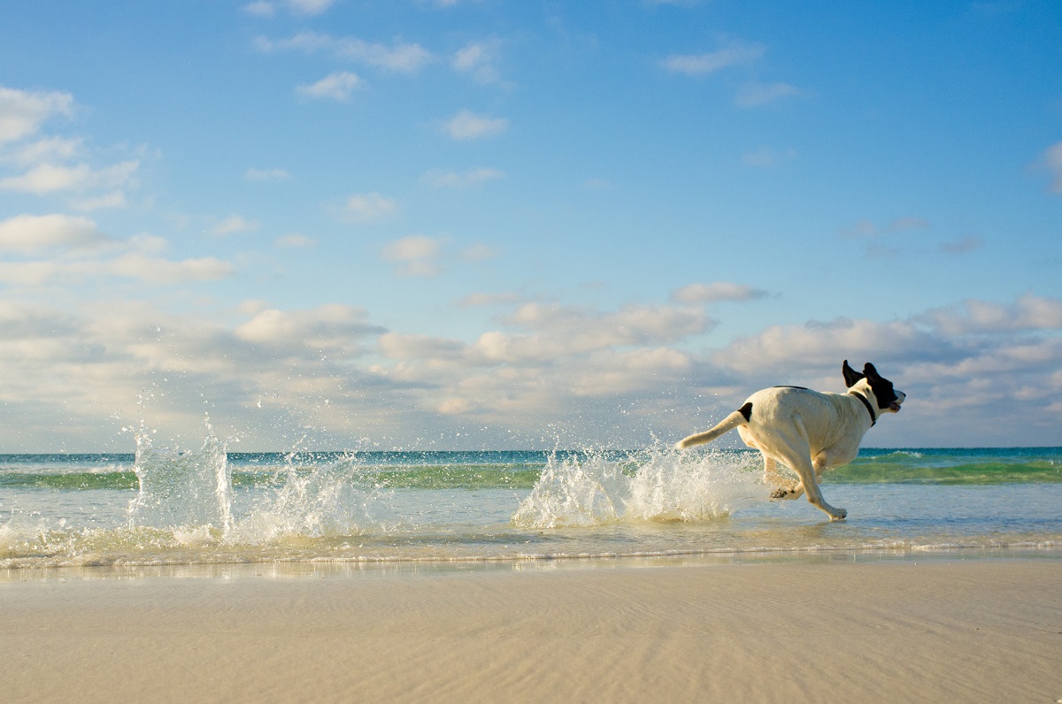 Dog on the Beach Running